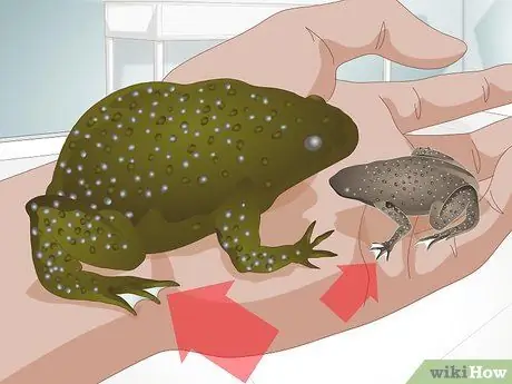 Уход за африканскими когтистыми или карликовыми лягушками Шаг 14