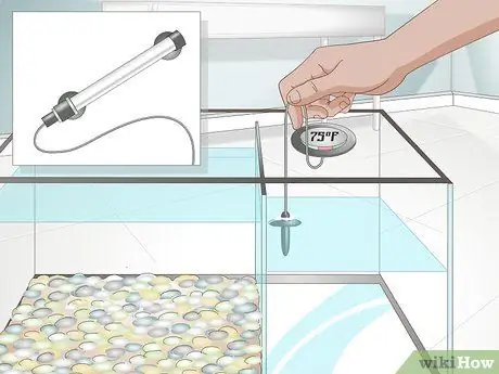 Уход за африканскими когтистыми или карликовыми лягушками Шаг 4