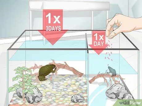 Уход за африканскими когтистыми или карликовыми лягушками Шаг 7