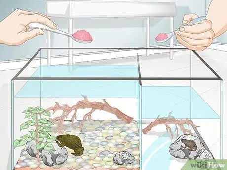 Уход за африканскими когтистыми или карликовыми лягушками Шаг 8