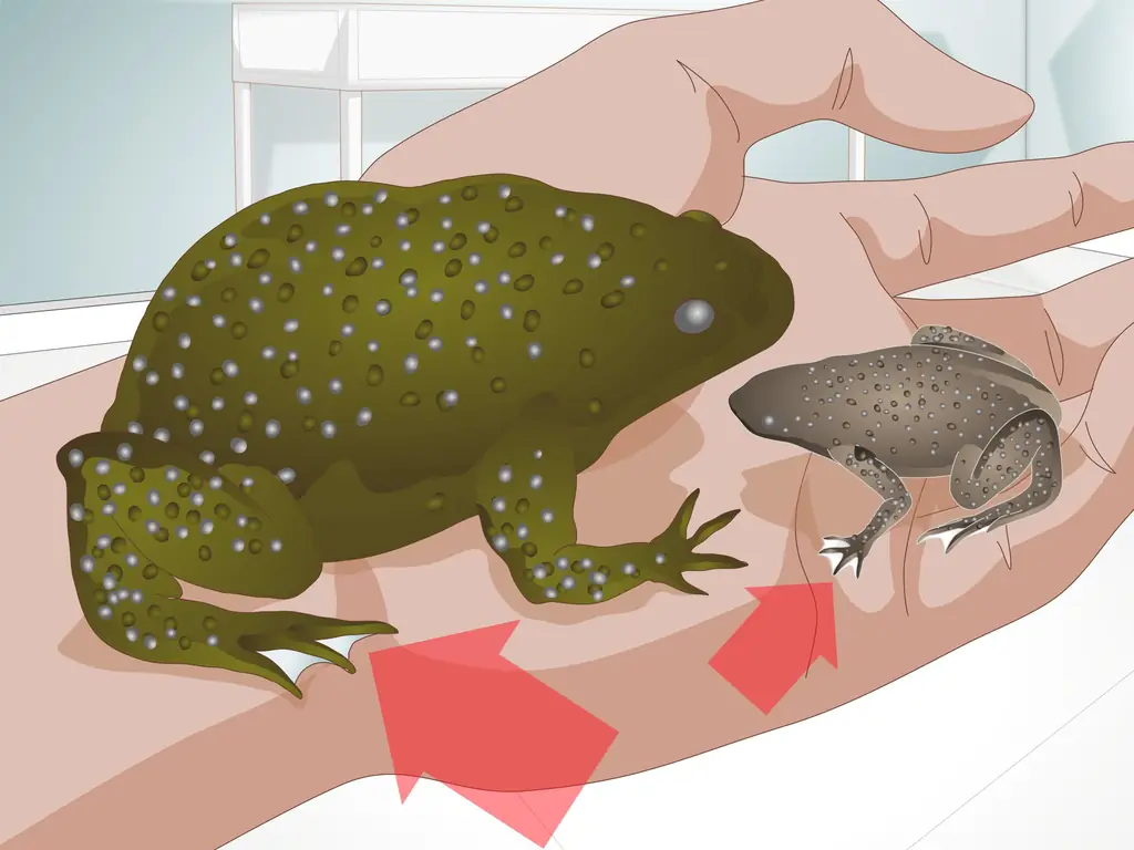 3 способа ухода за африканскими когтистыми или карликовыми лягушками