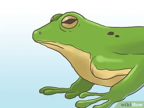 Найди лягушку Шаг 1
