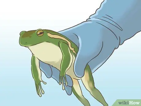 Найди лягушку Шаг 10