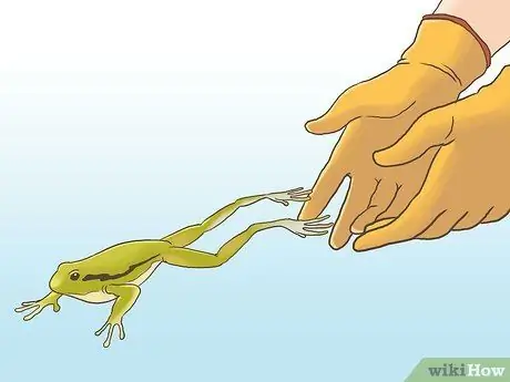 Найди лягушку Шаг 12