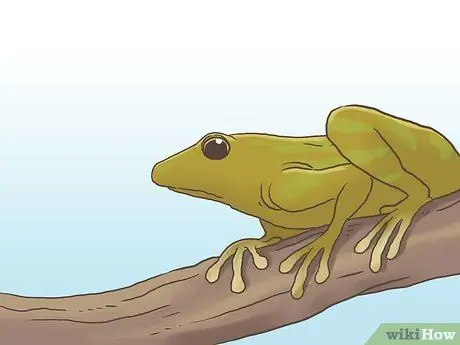 Найдите лягушку. Шаг 16