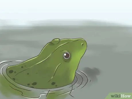 Найди лягушку Шаг 3