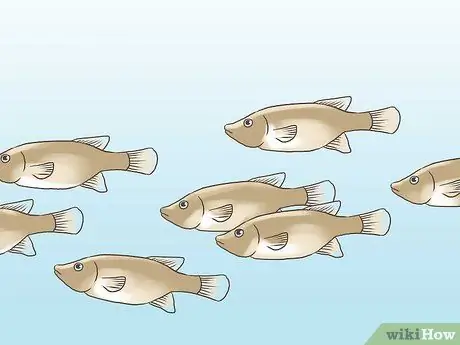 Найди лягушку Шаг 4