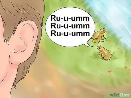 Поймать лягушку-быка Шаг 3