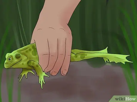 Поймать лягушку-быка Шаг 8