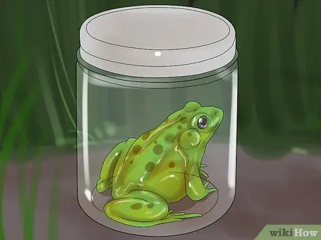 Поймать лягушку-быка Шаг 9