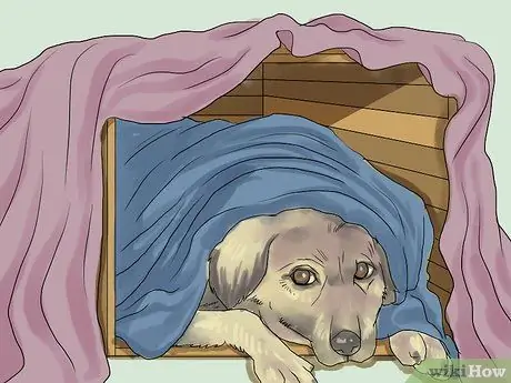 Успокойте собаку во время грозы Шаг 2