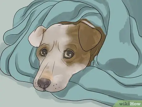 Успокойте собаку во время грозы Шаг 4