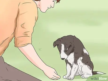 Дрессировка робкой собаки Шаг 1