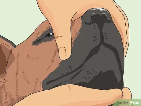 Дрессировка робкой собаки Шаг 11