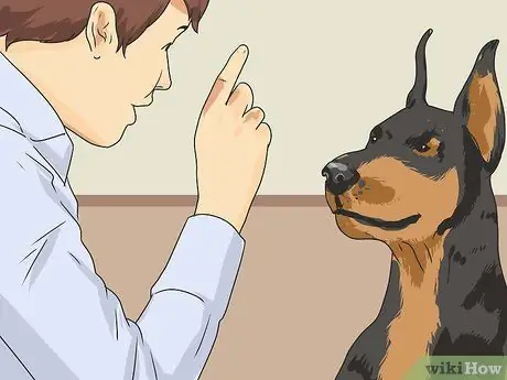 Дрессировка робкой собаки Шаг 12