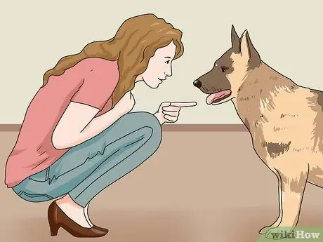 Дрессировка робкой собаки Шаг 6