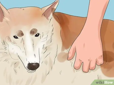 Заставьте собаку полностью расслабиться Шаг 12