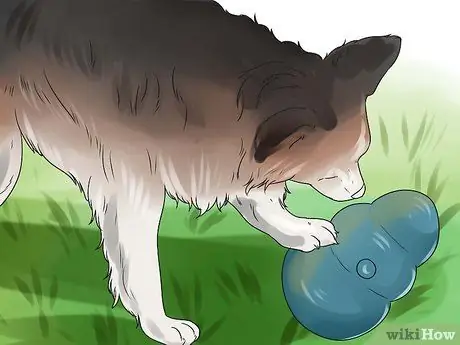 Заставьте собаку полностью расслабиться Шаг 3