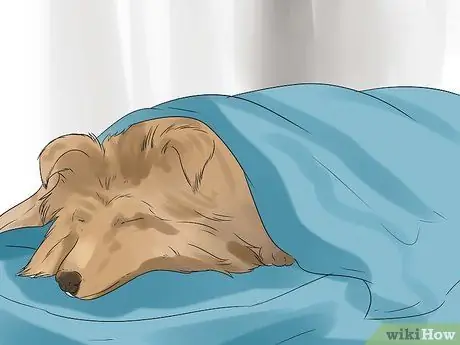 Заставьте собаку полностью расслабиться Шаг 8