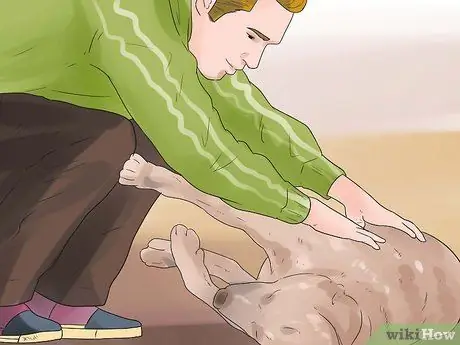 Заставьте собаку полностью расслабиться Шаг 9