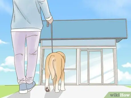 Снижение беспокойства у собак Шаг 6