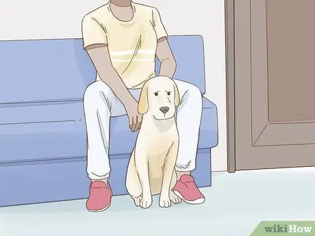 Снижение беспокойства у собак Шаг 7