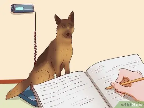 Заставьте собак набрать здоровый вес Шаг 1