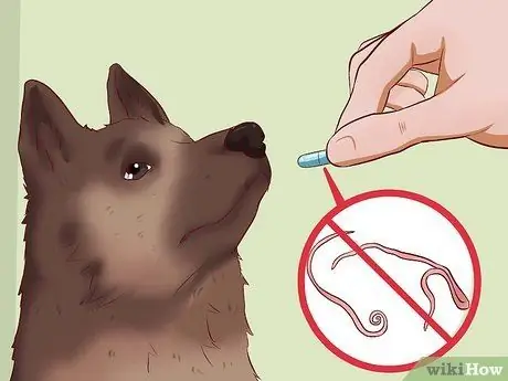 Заставьте собак набрать здоровый вес Шаг 4