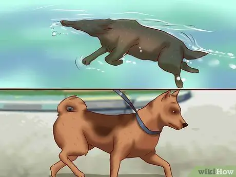 Заставьте собак набрать здоровый вес Шаг 5