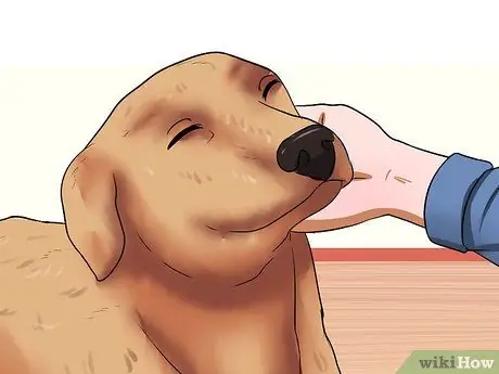 Усыновить полицейскую собаку на пенсии Шаг 5