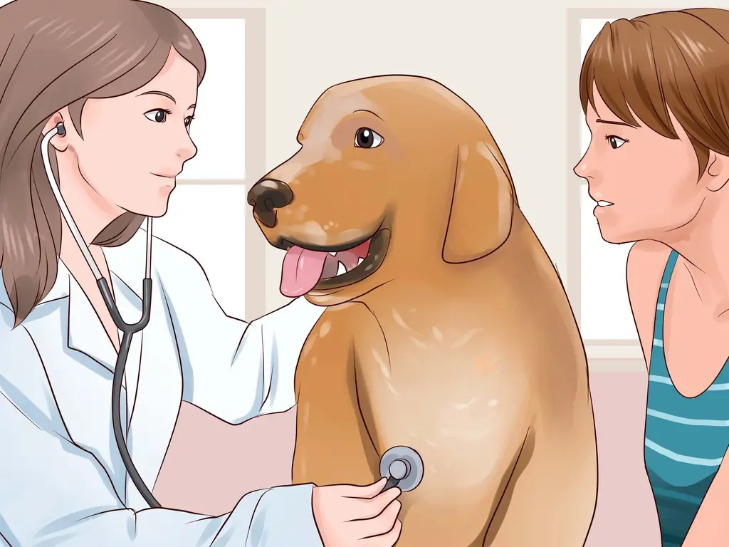 Как помочь вашей собаке похудеть (с иллюстрациями)