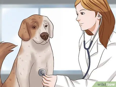 Откормить собаку Шаг 3