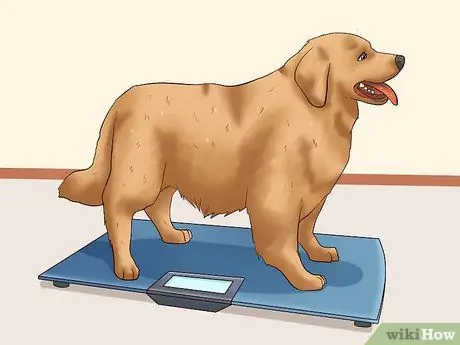 Откормить собаку Шаг 4