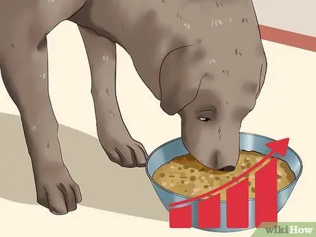 Откорми собаку Шаг 8