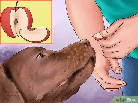 Лечить ожирение у лабрадоров-ретриверов Шаг 4