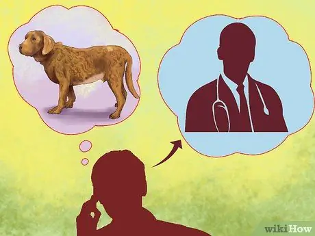 Лечить ожирение у лабрадоров-ретриверов Шаг 7