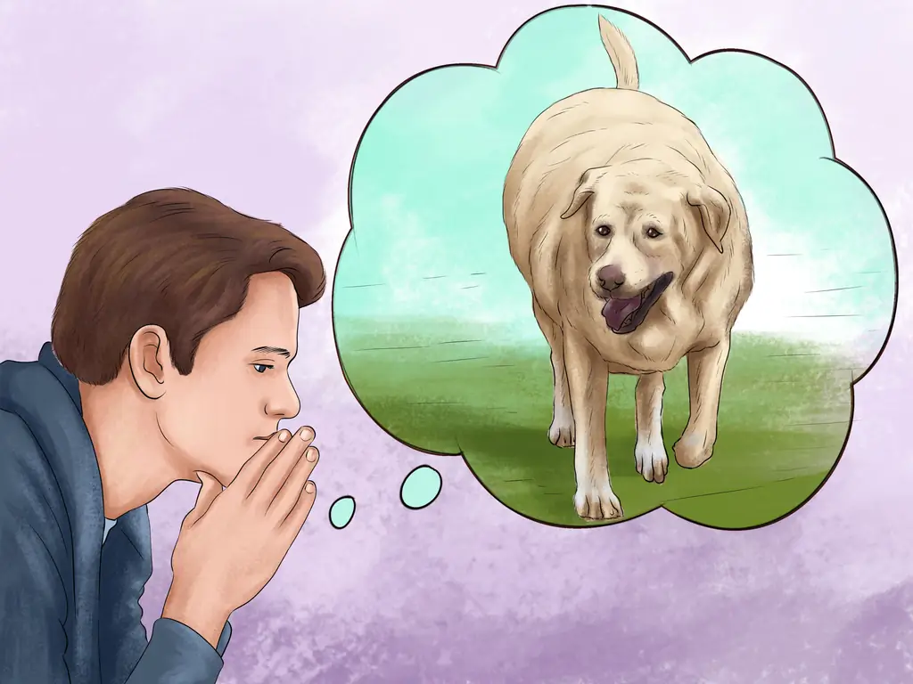 Как лечить ожирение у лабрадоров-ретриверов: 13 шагов