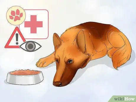 Улучшение аппетита у пожилой собаки Шаг 1