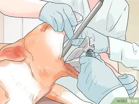 Улучшение аппетита у пожилой собаки Шаг 2