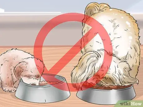 Улучшение аппетита у пожилой собаки Шаг 6