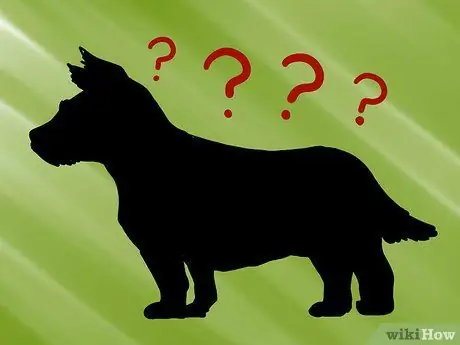 Как определить правильный вес йорка Шаг 1