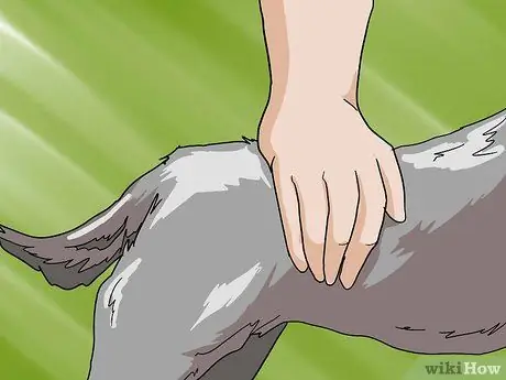 Как определить правильный вес йорка Шаг 10