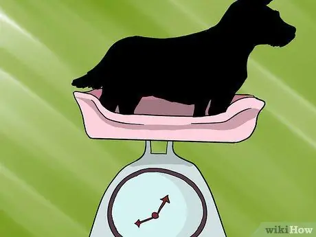 Как определить правильный вес йорка Шаг 3