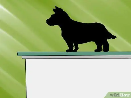 Определите, подходит ли йорк по весу Шаг 6