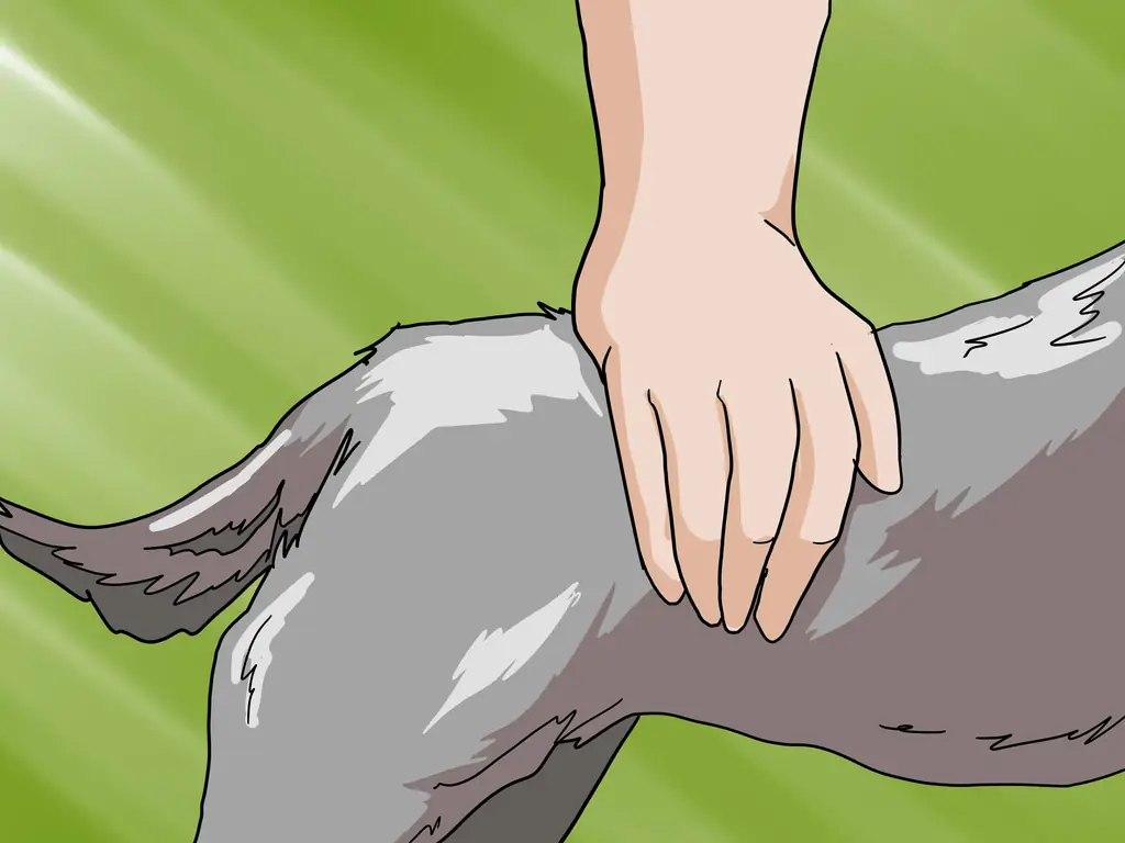 Как определить правильный вес йорка: 10 шагов