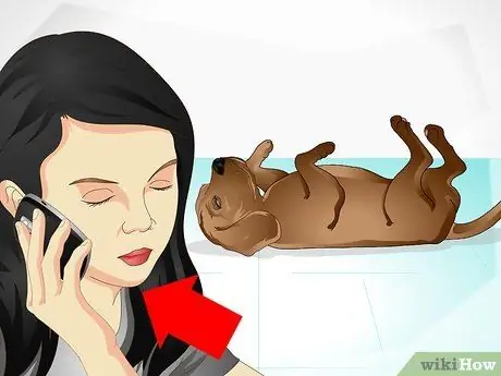 Уход за больной собакой Шаг 2