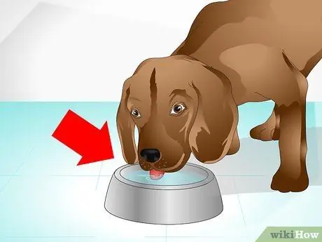 Уход за больной собакой Шаг 5