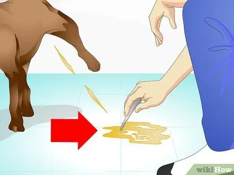 Уход за больной собакой Шаг 8