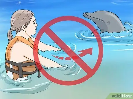 Погладить дельфина Шаг 7