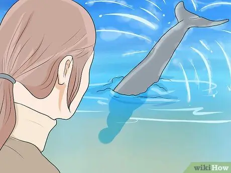 Погладить дельфина Шаг 8